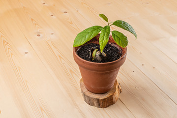 Avocado seed in a pot for germination on a wooden background 