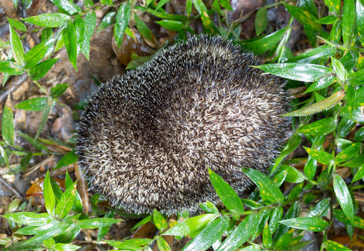 Lesser Hedgehog Tenrec (Echinops Telfairi)