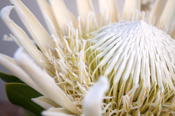 Obraz premium Macro shot of white King Protea