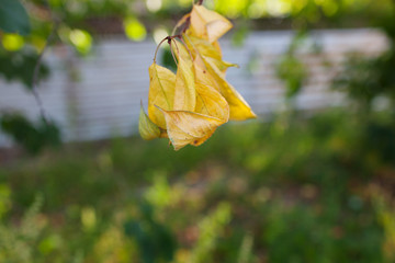 Very beautiful autumn leaves. yellow leaves on a tree in the sun