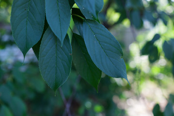 Very beautiful autumn leaves. Green leaves on a tree in the sun