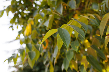 Very beautiful autumn leaves. Green and yellow leaves on a tree in the sun