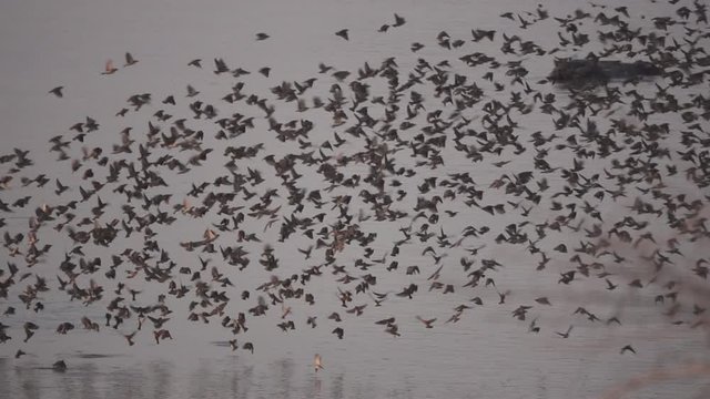 Redbilled Quelea, Quelea quelea large group flying in super slow motion