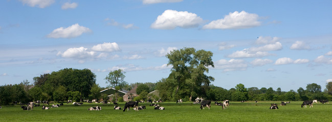 Obraz na płótnie Canvas Panorama Cows in meadow. Broekhuizen Ruinerwold Meppel. Netherlands