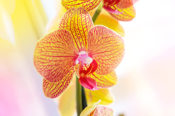 Beautiful tropical exotic branch with pink and yellow Moth Phalaenopsis Orchid flowers in summer in the forest on light background