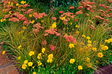 Close up an attractive and colourful flower border with Achillea millefolium Paprika and Carex brunnea jenneke © Garden Guru