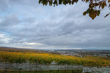 Panoramic view to middle rhine valley with wrapped grapes