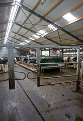 Cattle stable. Cows in modern stable Netherlands