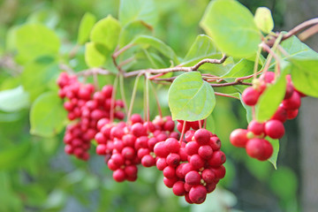 Row of ripe fruits of red schizandra with green leaves