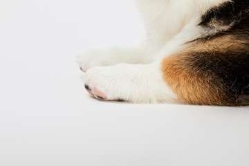 partial view of cute welsh corgi puppy paws on white background