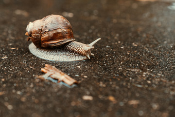 A snail crawling on a wet road. Selective focus. Close up.