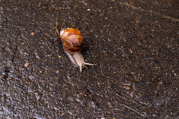 A snail crawling on a wet road. Selective focus
