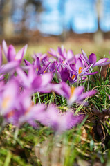 spring crocus flowers