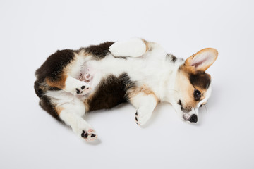 Naklejka na ściany i meble cute welsh corgi puppy lying on white background