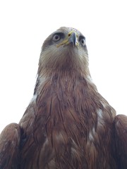 regard perçant