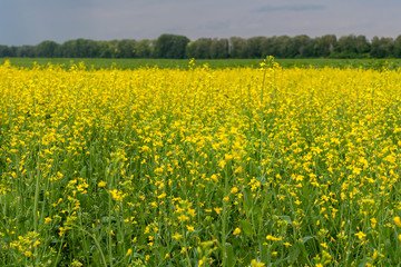 Bright yellow agricultural field against a background of dark trees in cloudy weather. Rapeseed field.