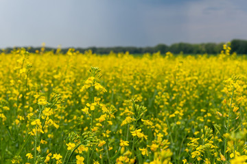 Obraz premium Blooming rapeseed close-up. Rapeseed field in cloudy weather.