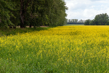 Obraz premium Field of blooming rapeseed in cloudy weather near the forest.