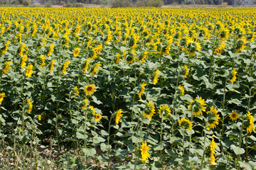 Obraz premium sunflower field landscape in summer