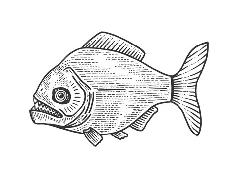 recommend clip art: Piranha fish animal sketch engraving vector illustration. Tee shirt apparel print design. Scratch board style imitation. Black and white hand drawn image.