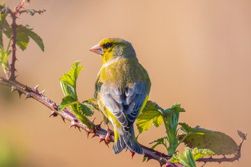 Greenfinch Chloris chloris bird singing