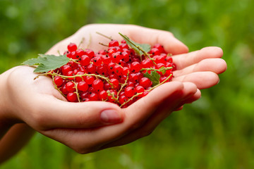 Red currant in the palms of a young woman.