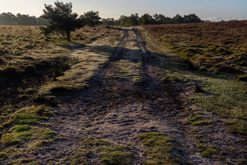 Fototapeta premium Winfrith and Tadnoll Nature Reserve, Dorset, England
