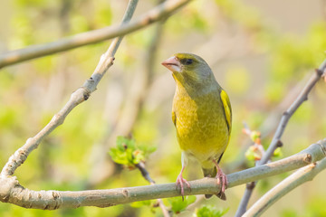 greenfinch male Chloris chloris bird singing