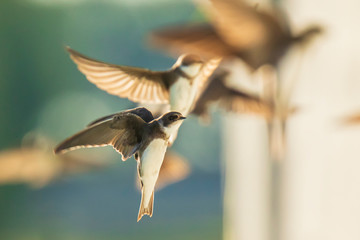 Sand martin, bank swallow Riparia riparia in flight nesting