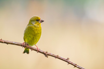 Greenfinch Chloris chloris bird singing