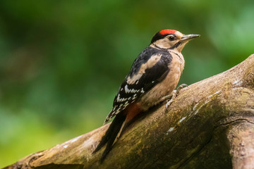 Closeup of a great spotted woodpecker (Dendrocopos major) perched in a forest