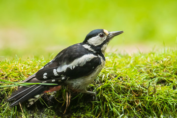 Closeup of a great spotted woodpecker (Dendrocopos major) perched in a forest