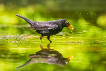 Blackbird male (turdus merula) standing in water