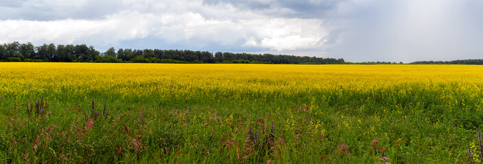 Panorama of a large field of blooming rapeseed in cloudy weather before a thunderstorm.