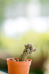 Mini Cactus plant on the pot at cactus farm or Little Nipple Cactus with blurred background. ,Eriocactus leninghausii