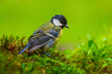 Obraz premium Great tit Parus major bird posing in a meadow