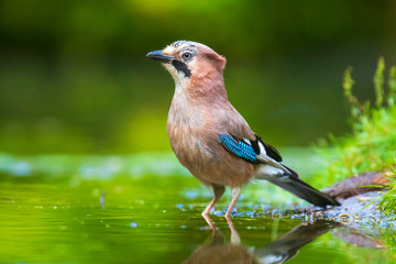 Closeup of a Eurasian jay Garrulus glandarius bird drinking, washing, preening and cleaning in water.