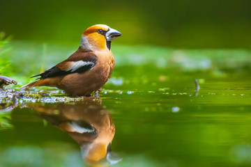 Naklejka premium Closeup of a beautiful male wet hawfinch, Coccothraustes coccothraustes drinking, washing, preening and cleaning in water.