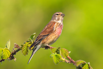 Linnet bird male, Carduelis cannabina singing