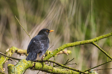 Male blackbird turdus merula perched in a tree