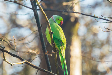 Rose-ringed or ring-necked parakeet Psittacula krameri bird, perched in a forest, Winter season