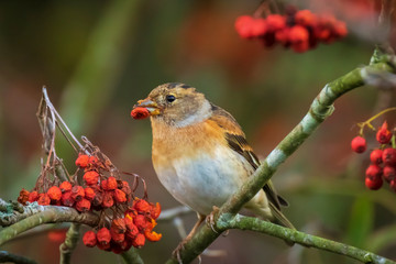 Brambling bird, Fringilla montifringilla, in winter plumage feeding berries