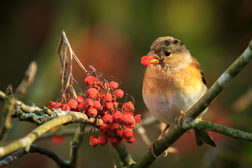 Brambling bird, Fringilla montifringilla, in winter plumage feeding berries