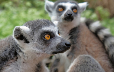 Ring tailed lemurs in the National Park in the island of Madagascar. Two young lemurs curiously came to see what is happening.
