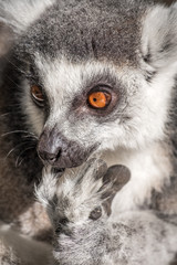 Lemur eyes 