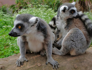 Ring tailed lemurs in the National Park in the island of Madagascar. Two young lemurs curiously came to see what is happening.