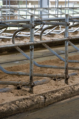 Cattle stable interior