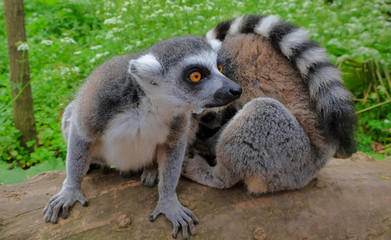Ring tailed lemurs in the National Park in the island of Madagascar. Two young lemurs curiously came to see what is happening.