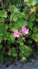 Flower in Nepali Garden