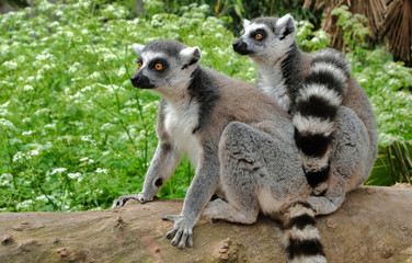 Fototapeta premium Ring tailed lemurs in the National Park in the island of Madagascar. Two young lemurs curiously came to see what is happening.